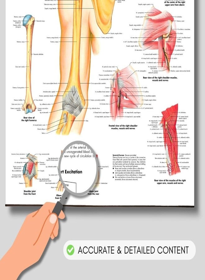 مخطط تشريح الكتف والمرفق، ملصق علم الأحياء البشري، ملصق لطلاب الطب، ملصق تشريحي للكتف والمرفق، ملصقات تشريحية للجلد، ملصقات تشريحية للأعضاء الحيوية - Image 2