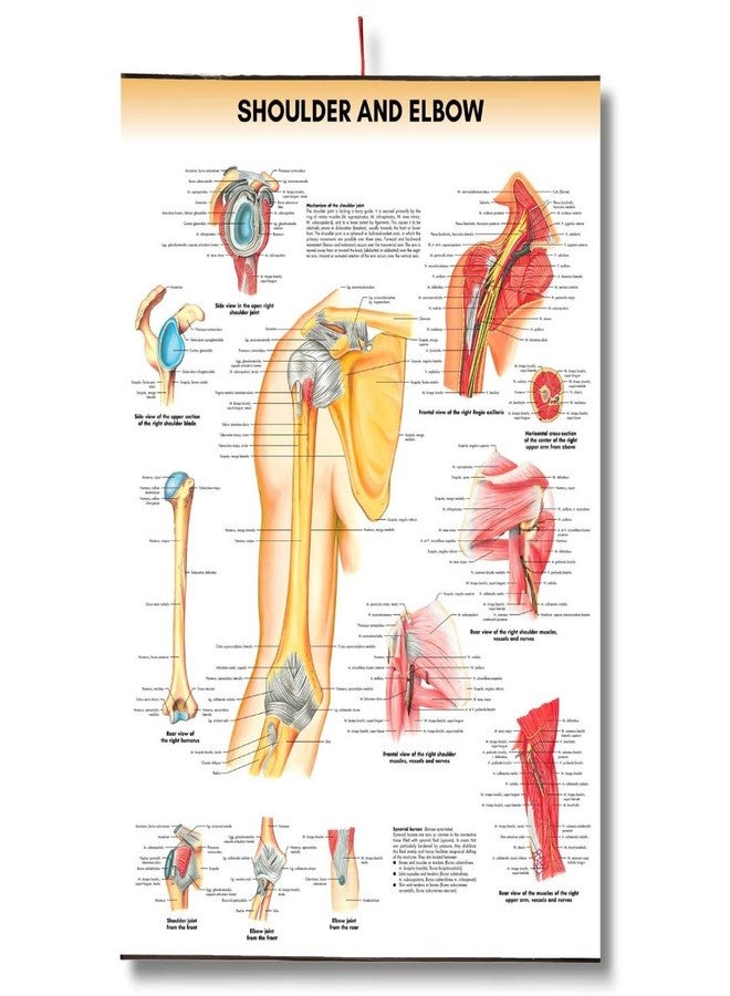 مخطط تشريح الكتف والمرفق، ملصق علم الأحياء البشري، ملصق لطلاب الطب، ملصق تشريحي للكتف والمرفق، ملصقات تشريحية للجلد، ملصقات تشريحية للأعضاء الحيوية - Image 1