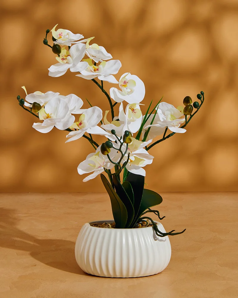 REDTAG White Artificial Orchid In Ceramic Planter