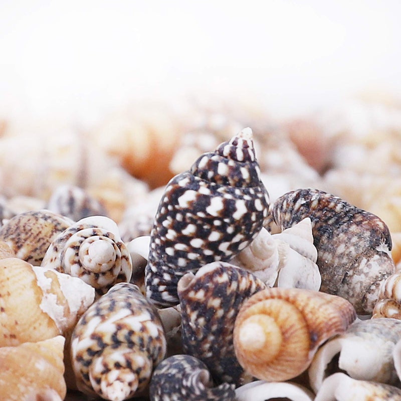 PPCLION 2000 PCS Tiny Mini Small Sea Shells for Crafting Spiral Conch Shells for Crafts Charms for Home Decorations Candle Decor DIY Fish Tank and Beach Vase Filler - Image 5