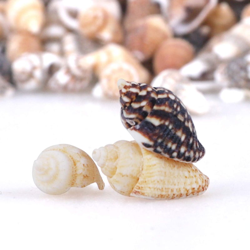 PPCLION 2000 PCS Tiny Mini Small Sea Shells for Crafting Spiral Conch Shells for Crafts Charms for Home Decorations Candle Decor DIY Fish Tank and Beach Vase Filler - Image 4