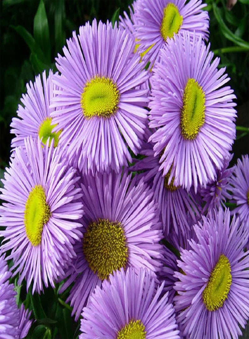 GGOOT Erigeron Azure Fairy - Erigeron speciosus 'Azure Fairy' Flower Seeds, Also Known as Fleabane or Dainty Daisy Home Garden Planting by Heavy Torch, 10 Grams
