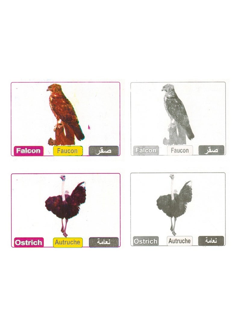 فلاش كروت تعليمية الطيور - Image 3