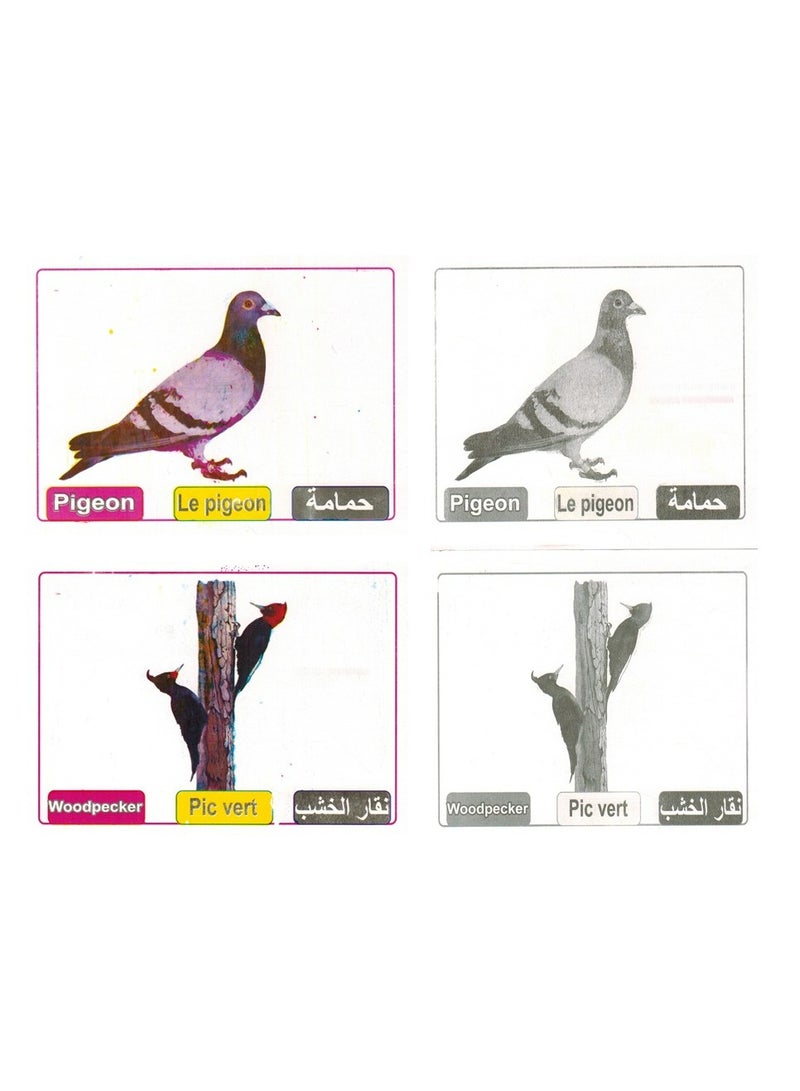 فلاش كروت تعليمية الطيور - Image 2
