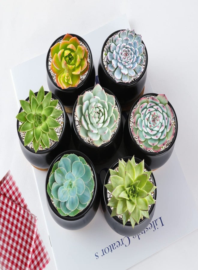 SHECIPIN 8 Pack Succulent Plant Pot, Matte Black Mini 2.6 inch Ceramic Flower Planter Pot with Bamboo Tray, Small Pots for Plants, Plants Not Included - Image 5
