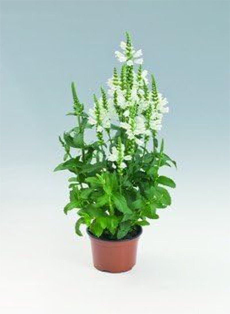 GGOOT Physostegia virginiana Crystal Peak White 250 Seeds