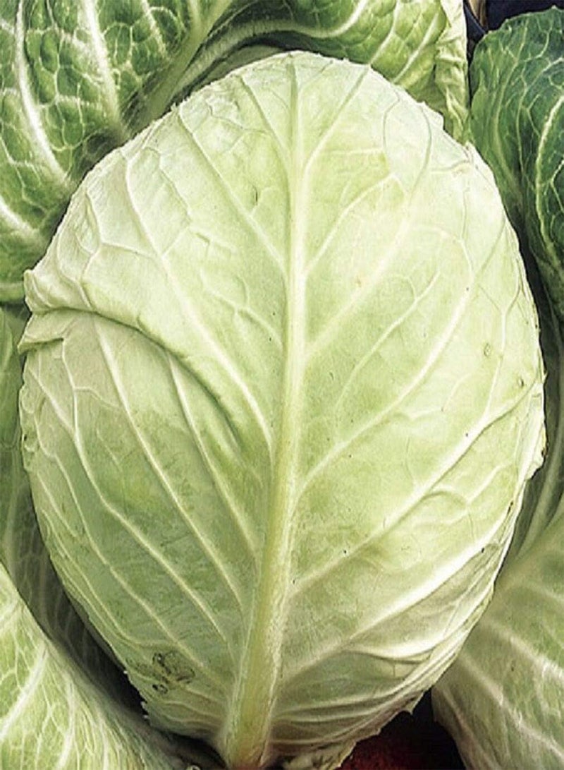 GGOOT Cabbage Primo II - Brassica oleracea capitata Vegetable Seeds, Also Known as Cabbage Golden Acre Primo II Home Garden Planting by Heavy Torch, 800 Seeds