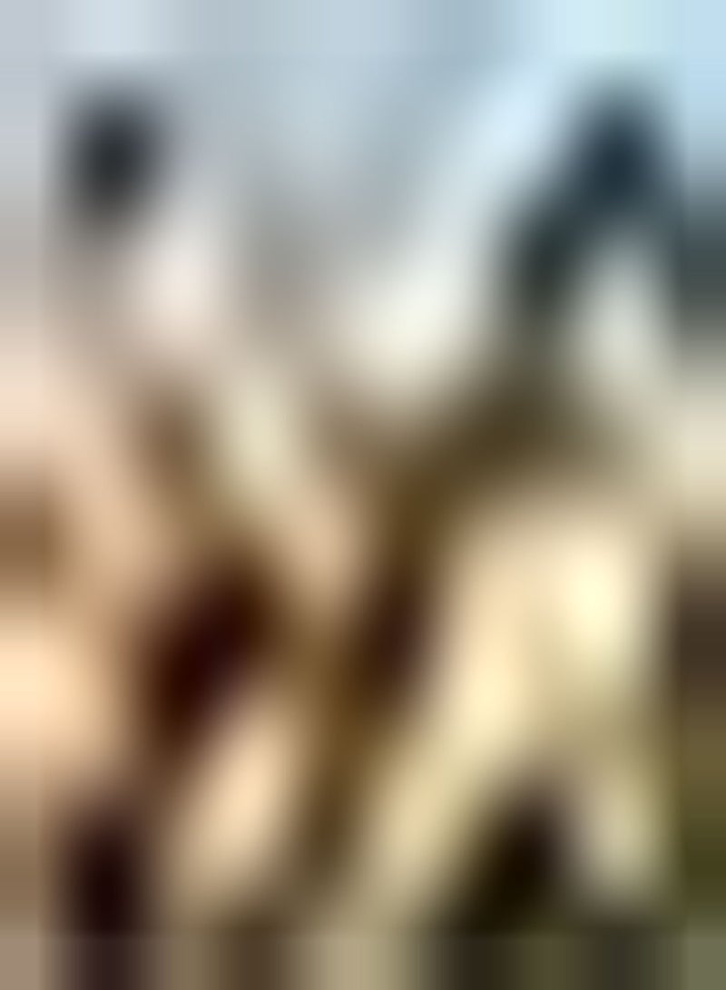 GGOOT 3pcs Oranje Calla Lelie Bollen Indoor Tuin Frame Patio Ingemaakte Zeldzame Soort Gemakkelijk Plant Versieren Charmant Landschap thuis Calla Bollen - Image 1