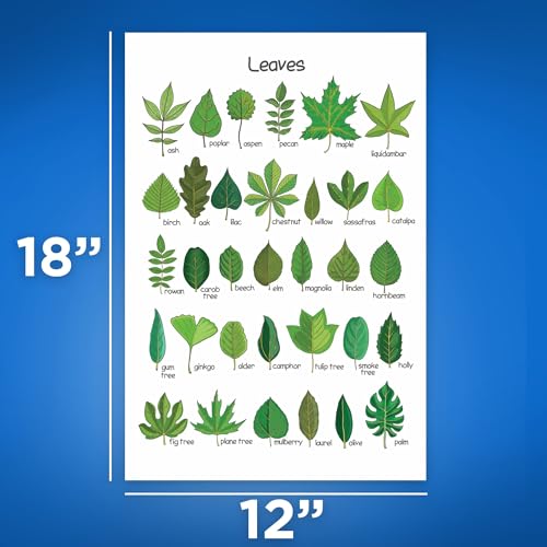Bliss Monkey Co. Leaves Chart - Botany Classroom Poster - Leaf Shapes - Botanical Wall Art - Tree Leaves Chart 12 x 18 Inch - Unframed - Premium 100lb Gloss - Made In USA - BMCP0411 - Image 2