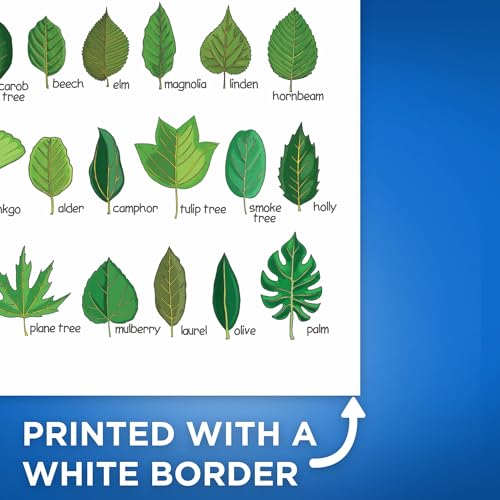 Bliss Monkey Co. Leaves Chart - Botany Classroom Poster - Leaf Shapes - Botanical Wall Art - Tree Leaves Chart 12 x 18 Inch - Unframed - Premium 100lb Gloss - Made In USA - BMCP0411 - Image 3