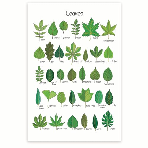 Bliss Monkey Co. Leaves Chart - Botany Classroom Poster - Leaf Shapes - Botanical Wall Art - Tree Leaves Chart 12 x 18 Inch - Unframed - Premium 100lb Gloss - Made In USA - BMCP0411 - Image 1