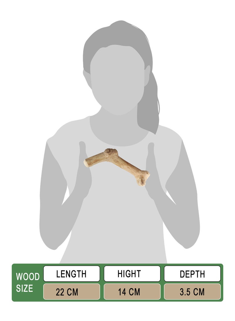 CHEWY BONE medium Dog Chew Wooden Stick Organic Indonesian Java wood for aggressive chewers For teething and Interactive play  - Image 2