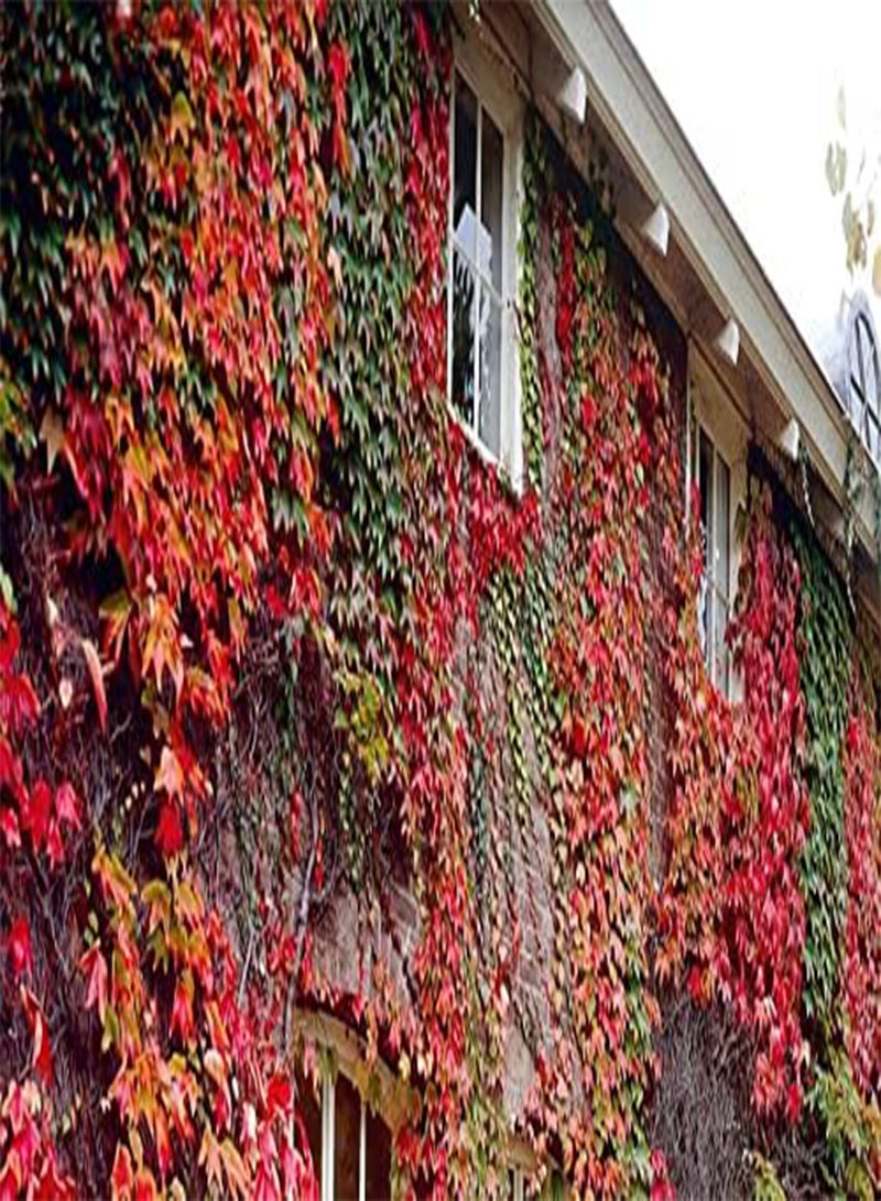 جي جوت لبلاب بوسطن Parthenocissus Tricuspidata، 20 بذرة، لبلاب ياباني، شحن في نفس اليوم - Image 3