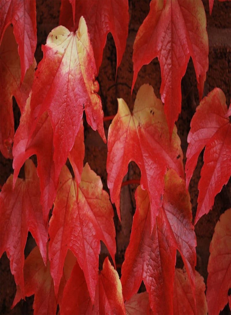 جي جوت لبلاب بوسطن Parthenocissus Tricuspidata، 20 بذرة، لبلاب ياباني، شحن في نفس اليوم - Image 2