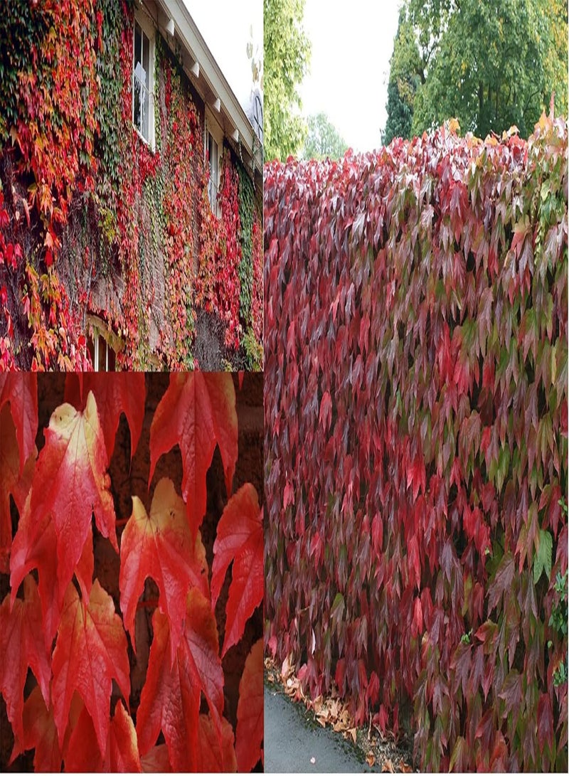 جي جوت لبلاب بوسطن Parthenocissus Tricuspidata، 20 بذرة، لبلاب ياباني، شحن في نفس اليوم - Image 1