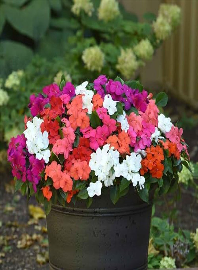 GGOOT 80pieces Mixed Impatiens Flower Seeds - Image 2