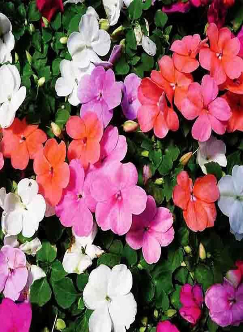 GGOOT 80pieces Mixed Impatiens Flower Seeds - Image 1
