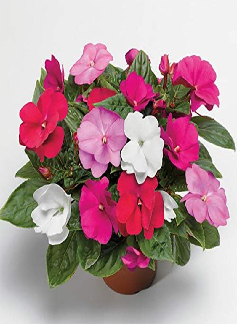 GGOOT 80pieces Mixed Impatiens Flower Seeds - Image 3
