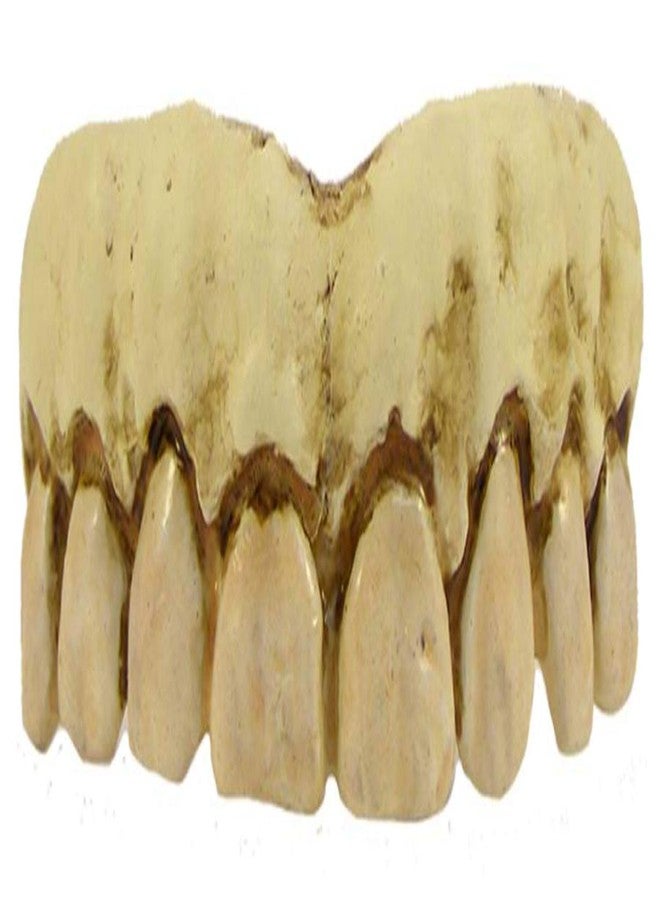 Billy-Bob Billy Bob Fake Halloween Teeth - Skeleton - Image 2