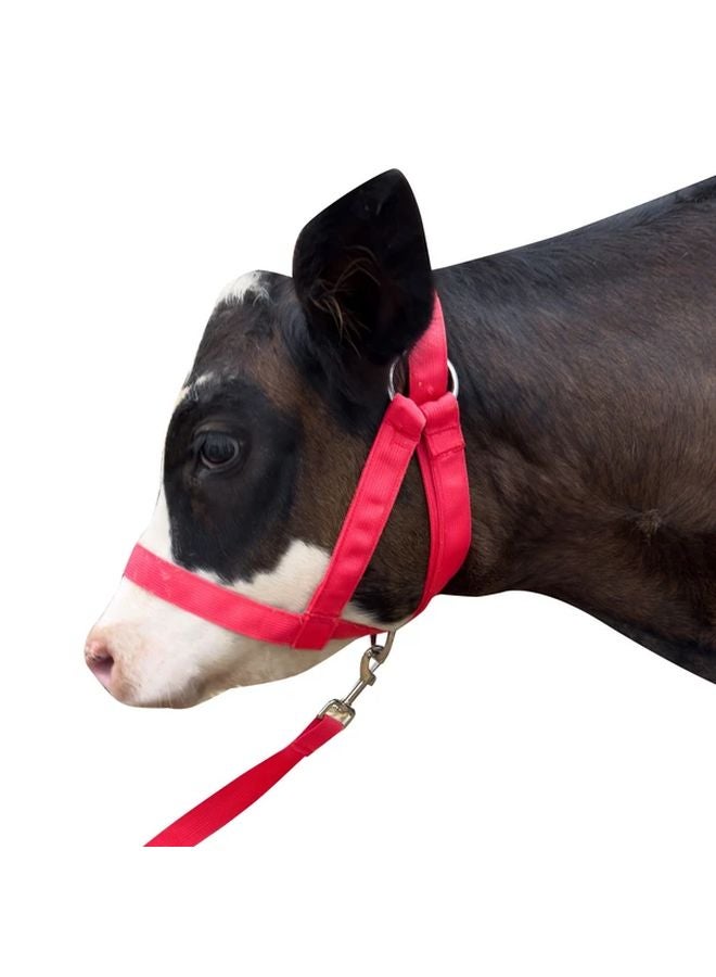 حبل رائد للماشية كبير أحمر قابل للتعديل من النايلون لالبوني والحمير والماعز والمهرات - Image 2