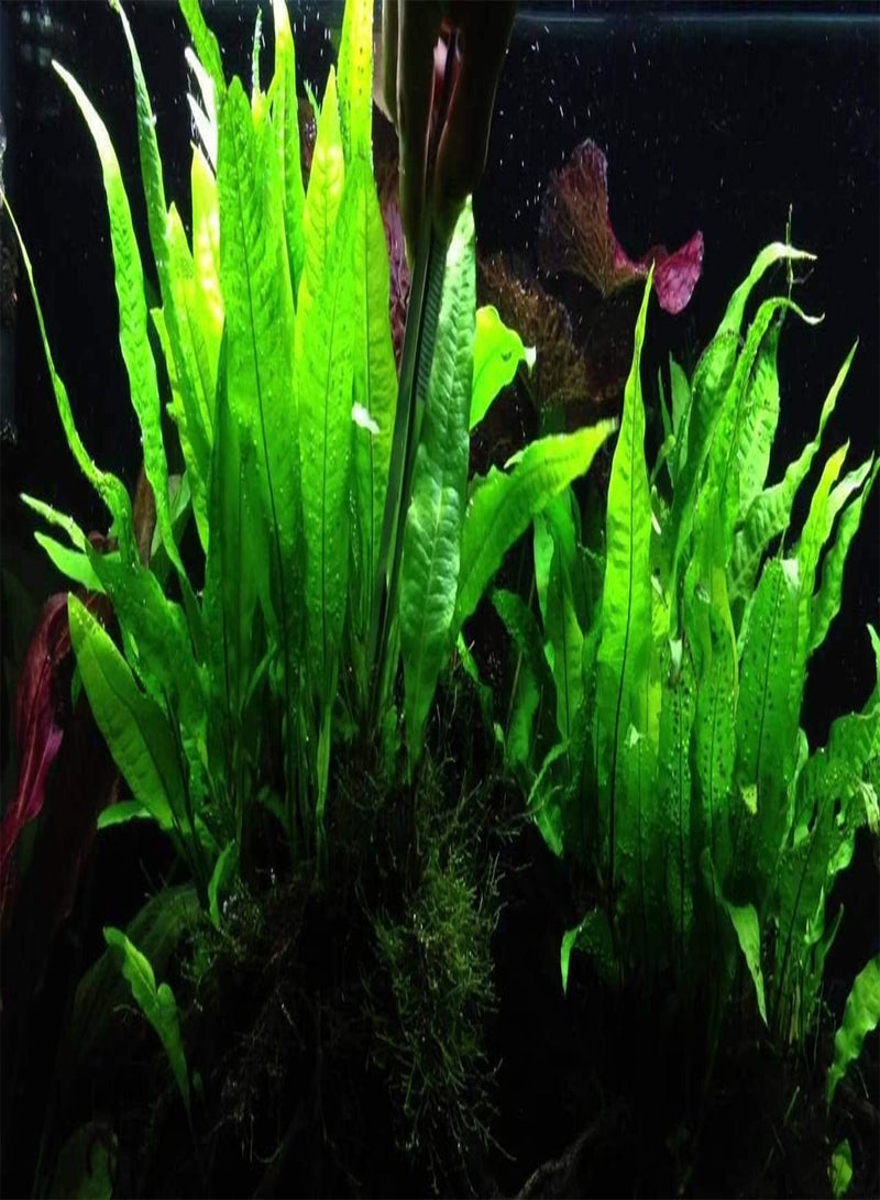 GGOOT Java Fern Live Aquarium Plants Microsorum Narrow Leaf Guppy Shrimp Very Easy