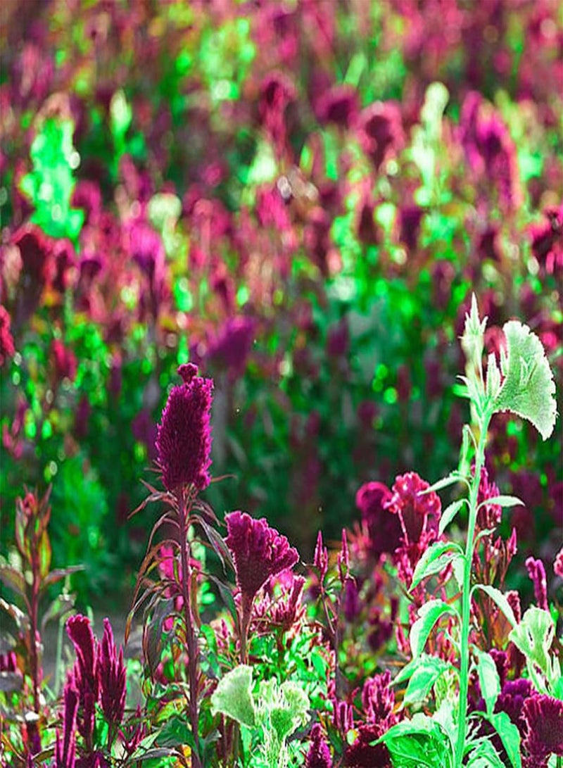 جي جوت 200 قطعة من بذور سيلوسيا لزراعة حديقة المنزل، باقة زهور مقطوعة مثالية للديكور بنفسك، قدرة تكيف قوية مناسبة لأي شخص يريد الزراعة - Image 3