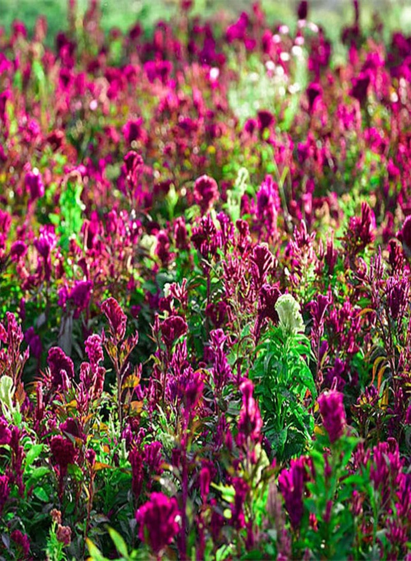 جي جوت 200 قطعة من بذور سيلوسيا لزراعة حديقة المنزل، باقة زهور مقطوعة مثالية للديكور بنفسك، قدرة تكيف قوية مناسبة لأي شخص يريد الزراعة - Image 1