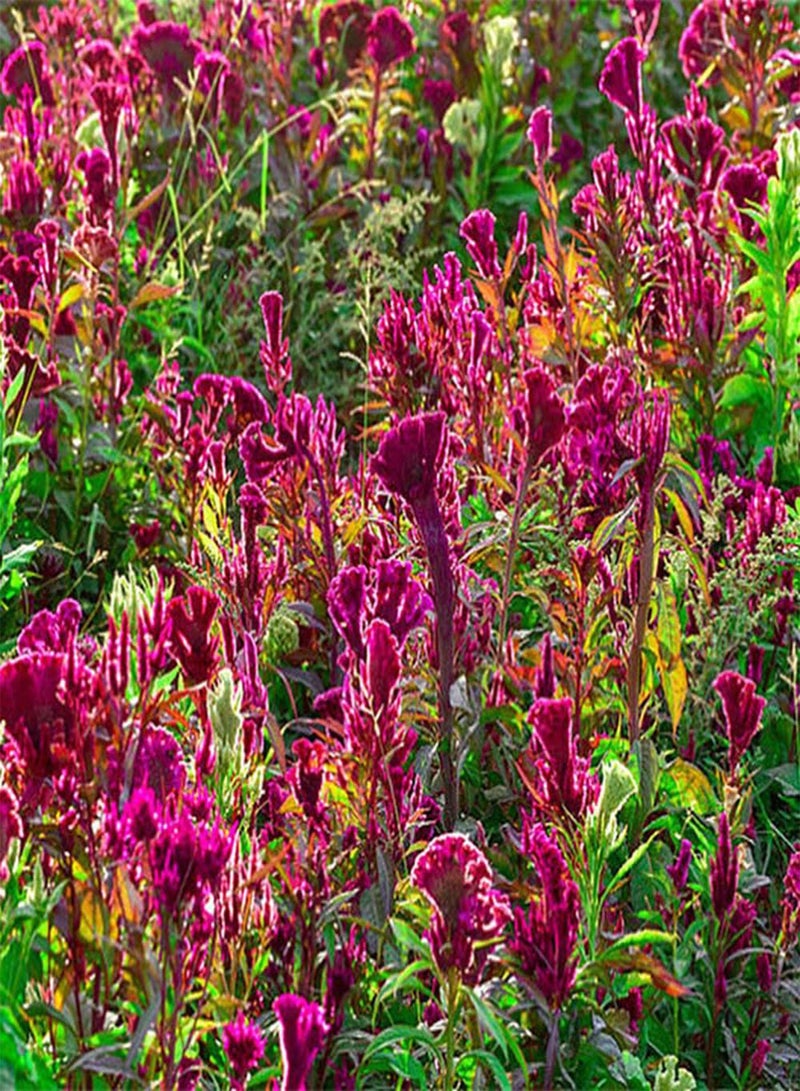 جي جوت 200 قطعة من بذور سيلوسيا لزراعة حديقة المنزل، باقة زهور مقطوعة مثالية للديكور بنفسك، قدرة تكيف قوية مناسبة لأي شخص يريد الزراعة - Image 2