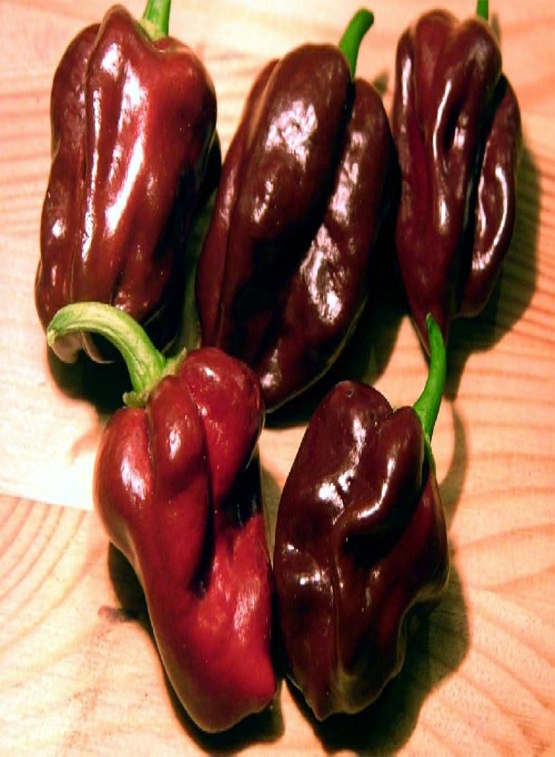 GGOOT Chili - Habanero Chocolate - 10 Seeds - with Soil - Capsicum chinense - Image 5