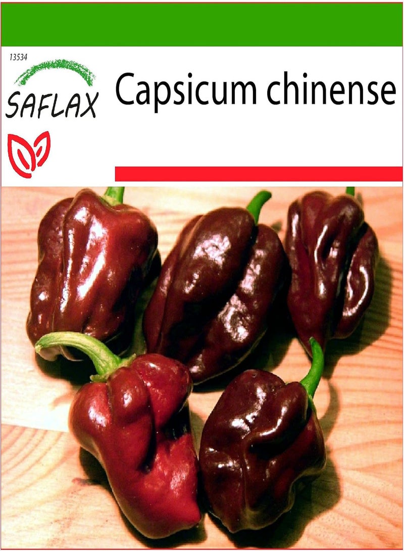 GGOOT Chili - Habanero Chocolate - 10 Seeds - with Soil - Capsicum chinense - Image 1