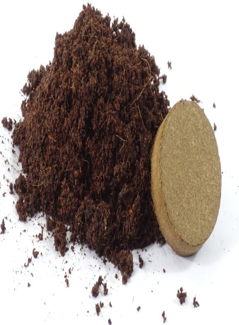 GGOOT Chili - Habanero Chocolate - 10 Seeds - with Soil - Capsicum chinense - Image 2