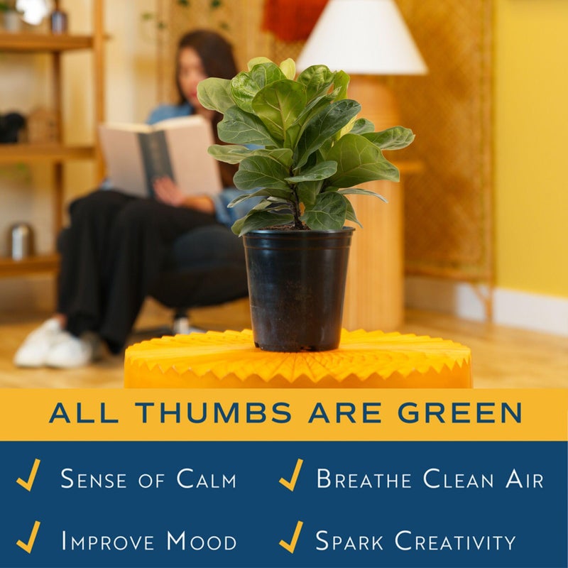 Costa Farms Little Fiddle Leaf Fig, Live Indoor Ficus Lyrata Plant in Nursery Plant Pot, Houseplant in Potting Soil, Housewarming, Birthday Gift, Office, Home, and Room Decor, 1 Foot Tall - Image 5