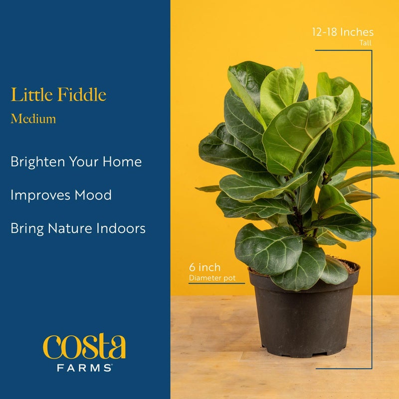 Costa Farms Little Fiddle Leaf Fig, Live Indoor Ficus Lyrata Plant in Nursery Plant Pot, Houseplant in Potting Soil, Housewarming, Birthday Gift, Office, Home, and Room Decor, 1 Foot Tall - Image 4