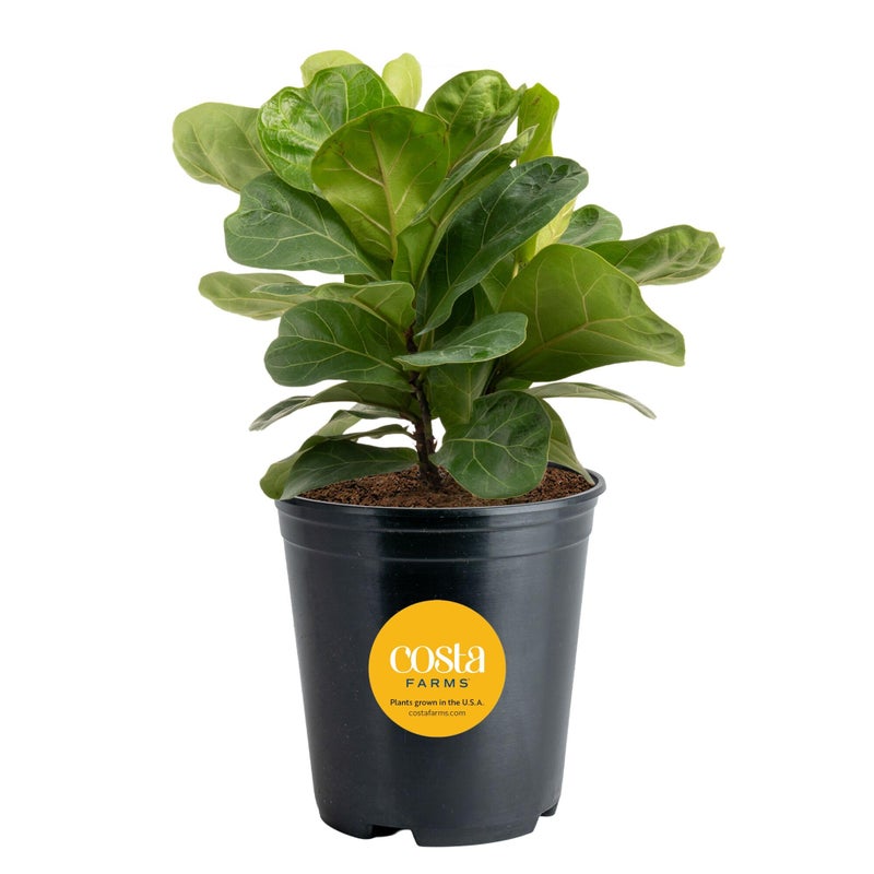 Costa Farms Little Fiddle Leaf Fig, Live Indoor Ficus Lyrata Plant in Nursery Plant Pot, Houseplant in Potting Soil, Housewarming, Birthday Gift, Office, Home, and Room Decor, 1 Foot Tall - Image 1