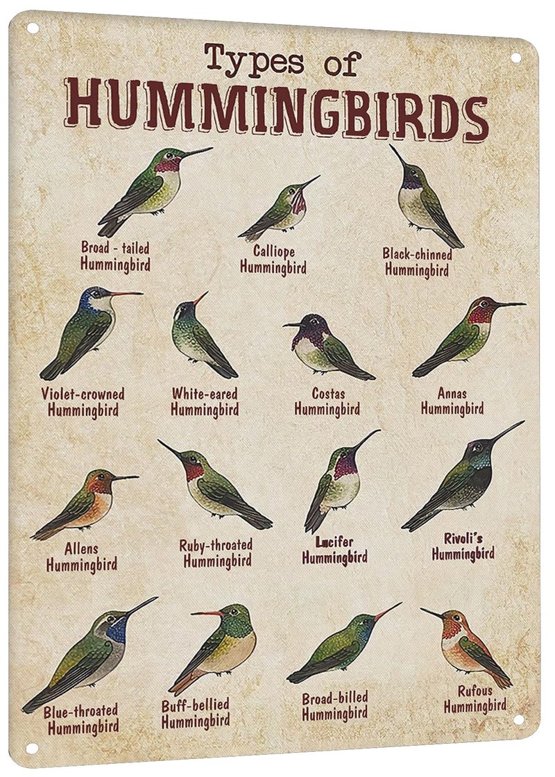 HYBLOM Vintage Hummingbird Guide Metal Sign - Types of Hummingbirds Tin Poster - Educational Bird Identification Wall Art, Office, Classroom, and Home Decor 8x12 Inches - Image 1