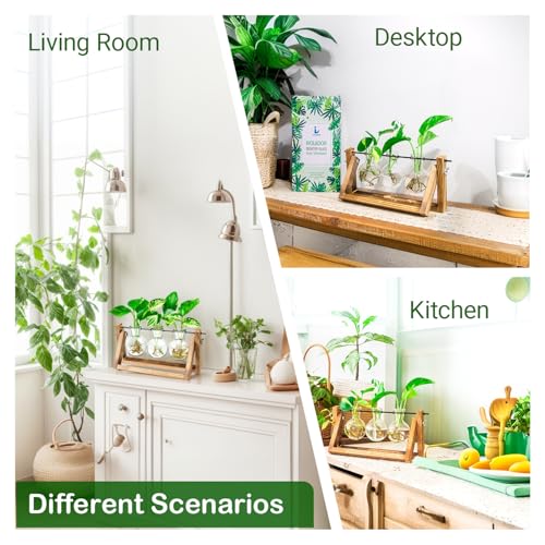 IVOLADOR I Ivolador Plant Propagation Station,Bulb Plant Terrarium with Wooden Stand,Unique Gardening Gifts for Women Plant Lovers,Hydroponic Indoor Planter Home Office Garden Wedding Decor-3 Bulb Glass Vases - Image 4