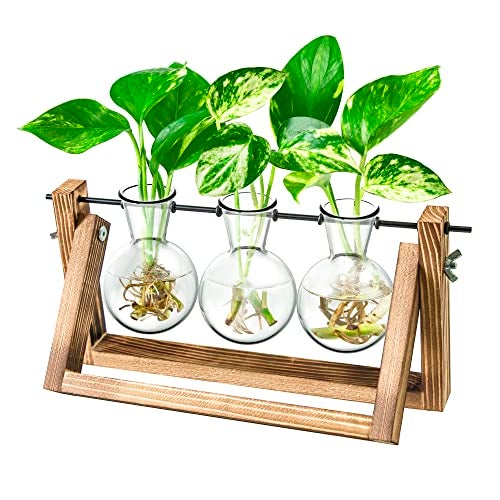 IVOLADOR I Ivolador Plant Propagation Station,Bulb Plant Terrarium with Wooden Stand,Unique Gardening Gifts for Women Plant Lovers,Hydroponic Indoor Planter Home Office Garden Wedding Decor-3 Bulb Glass Vases - Image 1