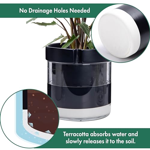 Phoenix Vine 8 Inch Self Watering Terracotta Planter, Black Terracotta Clay Pot with Glass Reservoir for Indoor Plants, Herbs, Flowers, Set of 1, 52-C-H-1 - Image 5