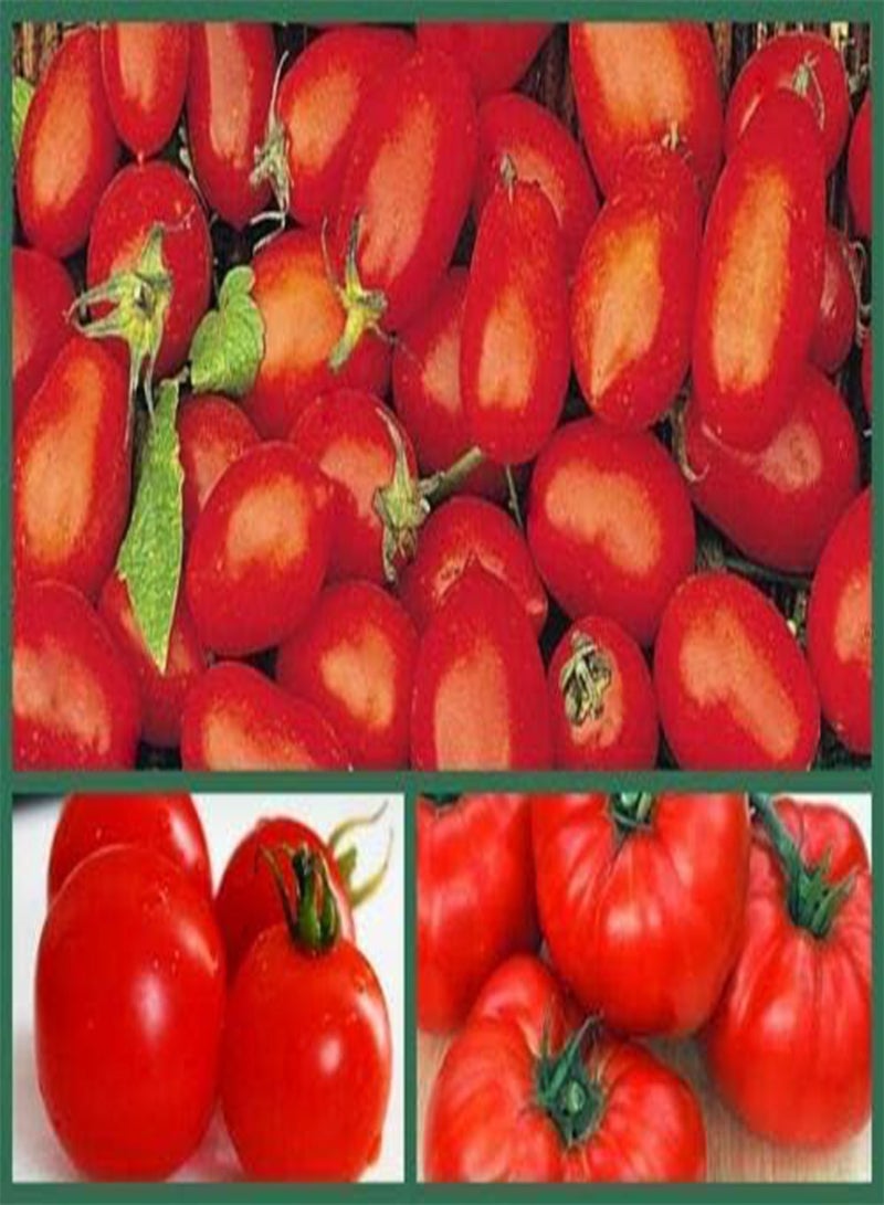 GGOOT Fresh Seeds - About Tomato Seeds, Tasty Tomatoes 3 Pk Special, Heirloom, Cherry, Roma, Beefsteak 