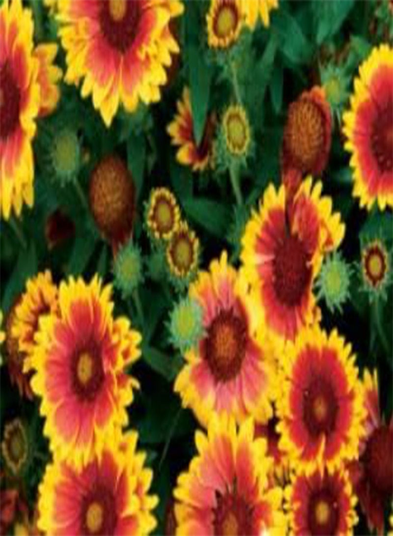 GGOOT 1 Pack of Gaillardia Goblin, Flower Seeds