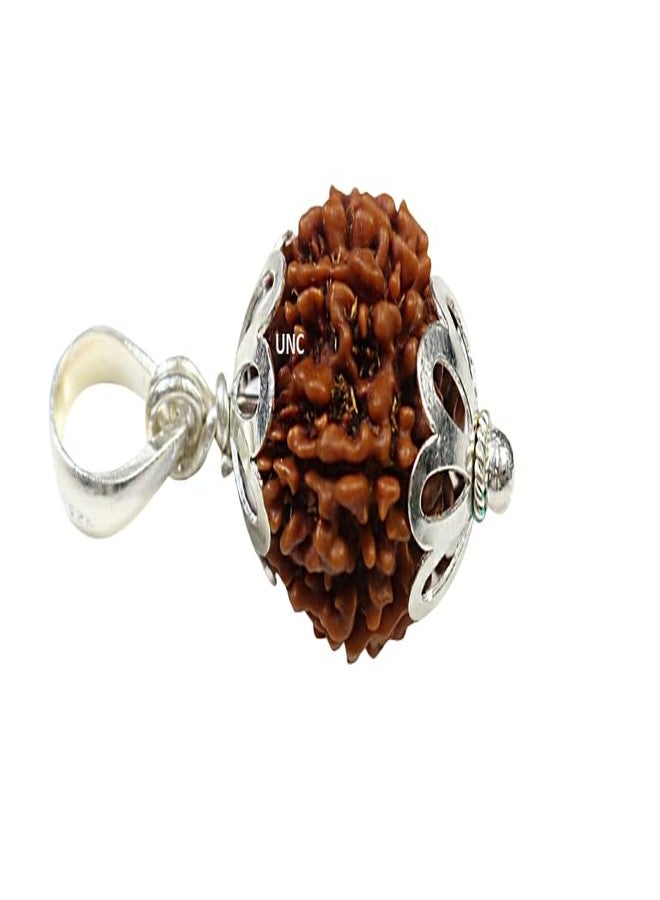 TheGalaxy 12 Mukhi Rudraksha أصلي معتمد نيبالي مع قلادة مغطية 12 Mukhi Twelve Face نيبالي Rudra Blessings 12 وجه نيبال Rudraksha أصلي معتمد Lord Surya 12 मुकी रुप्राक्ष ओरिगनल - Image 1