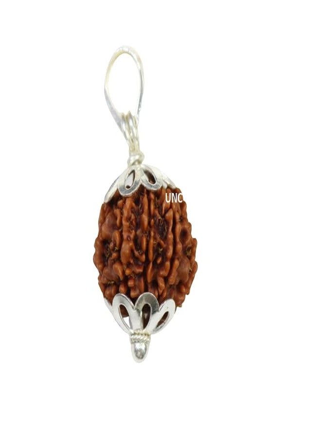 TheGalaxy 12 Mukhi Rudraksha أصلي معتمد نيبالي مع قلادة مغطية 12 Mukhi Twelve Face نيبالي Rudra Blessings 12 وجه نيبال Rudraksha أصلي معتمد Lord Surya 12 मुकी रुप्राक्ष ओरिगनल - Image 3