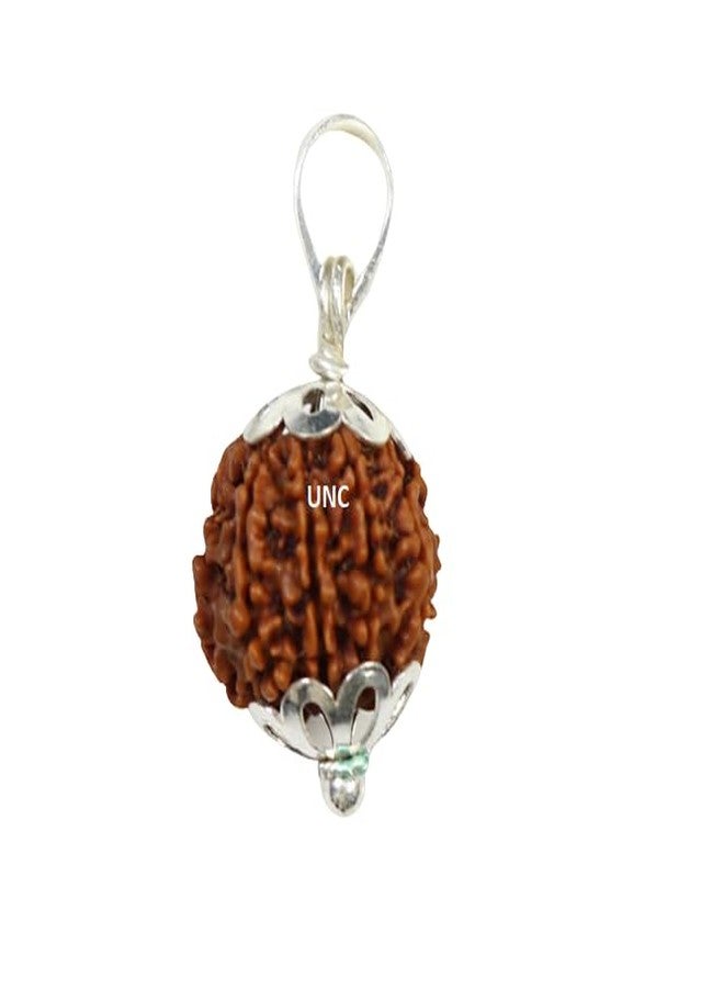 TheGalaxy 12 Mukhi Rudraksha أصلي معتمد نيبالي مع قلادة مغطية 12 Mukhi Twelve Face نيبالي Rudra Blessings 12 وجه نيبال Rudraksha أصلي معتمد Lord Surya 12 मुकी रुप्राक्ष ओरिगनल - Image 2
