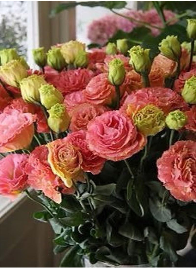 GGOOT 15 Seeds Lovely Falda Salmon Lisianthus  - Image 3