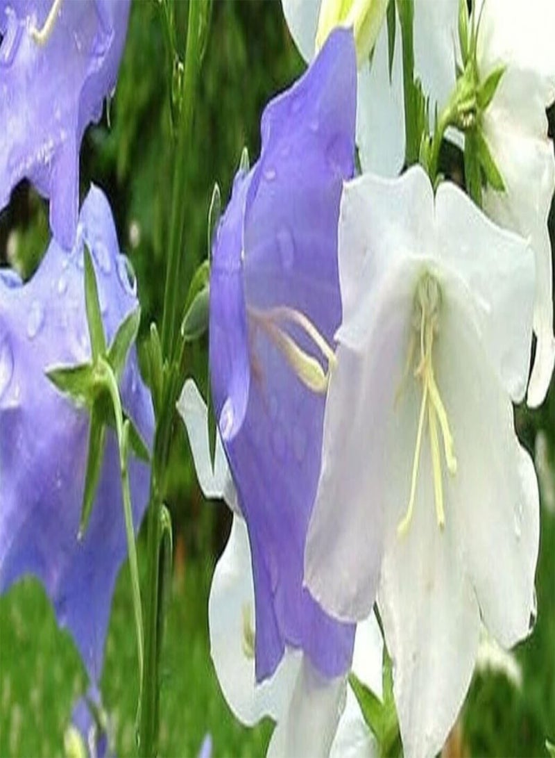 GGOOT 500 Seeds of Flower - Campanula - Carpatica - Mixed Perennial