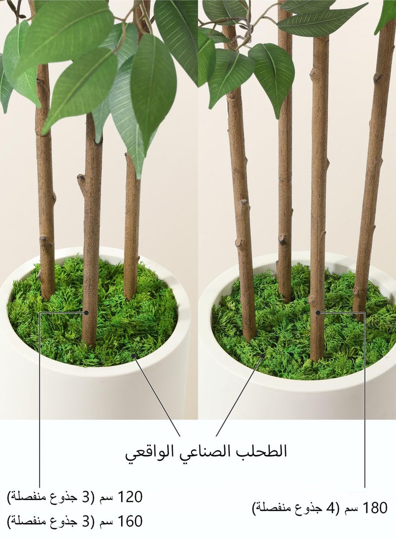 زفيزفيا شجرة فيكس صناعية – نبات حريري متعدد السيقان بأصيص أبيض وطحلب، مثالي للمكتب المنزلي وغرفة المعيشة وغرفة النوم والممر، ديكور داخلي - Image 5