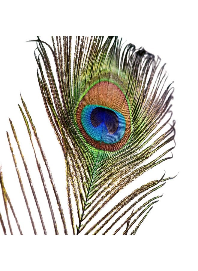 Piokio 50 Pcs Natural Peacock Feathers In Bulk 10 12 Inch(25 30 Cm) Bulk For Diy Craft Wedding Mardi Gras Decoration - Image 2
