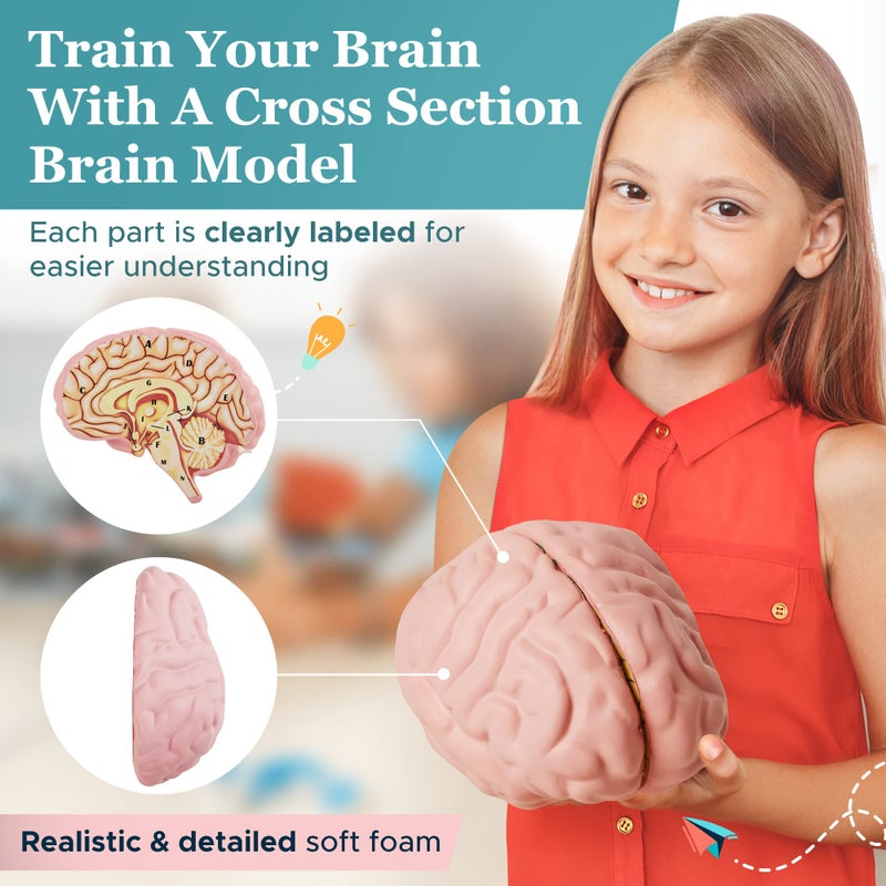 Merhoff Larkin Cross Section Foam Brain Model, Great Educational Tool for Learning & Teaching Human Anatomical Function, Psychology, Biology or Science, Easy to Use & Includes 2 Half Pieces Labeled with Figures - Image 3