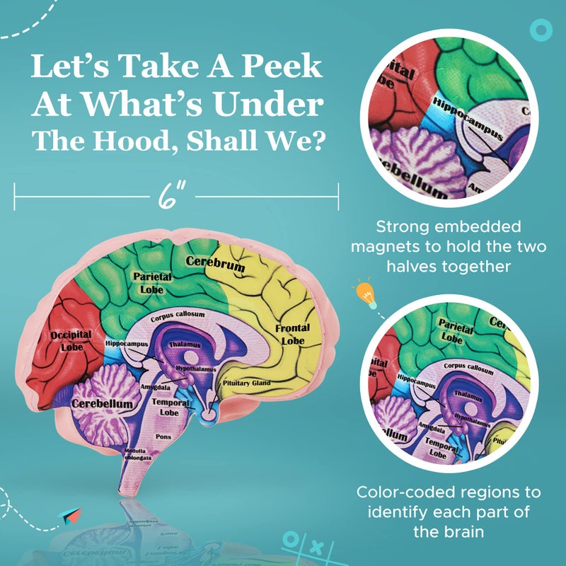 Merhoff Larkin Cross Section Foam Brain Model, Great Educational Tool for Learning & Teaching Human Anatomical Function, Psychology, Biology or Science, Easy to Use & Includes 2 Half Pieces Labeled with Figures - Image 2