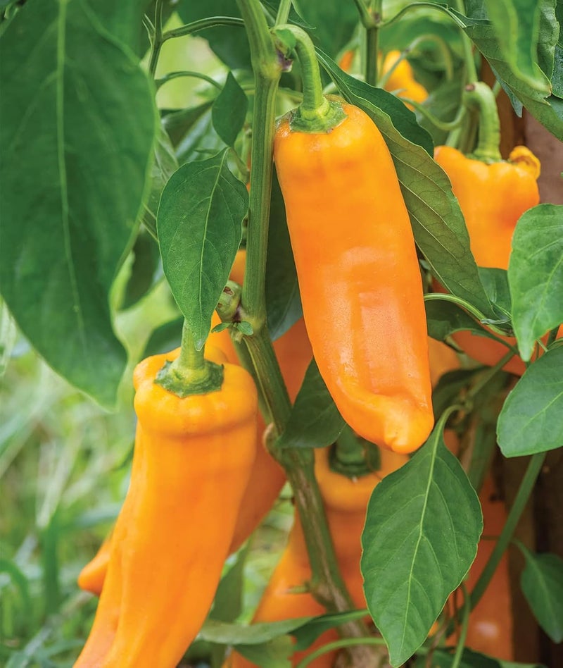 Burpee Big Daddy Sweet Pepper Seeds 40 seeds - Image 1